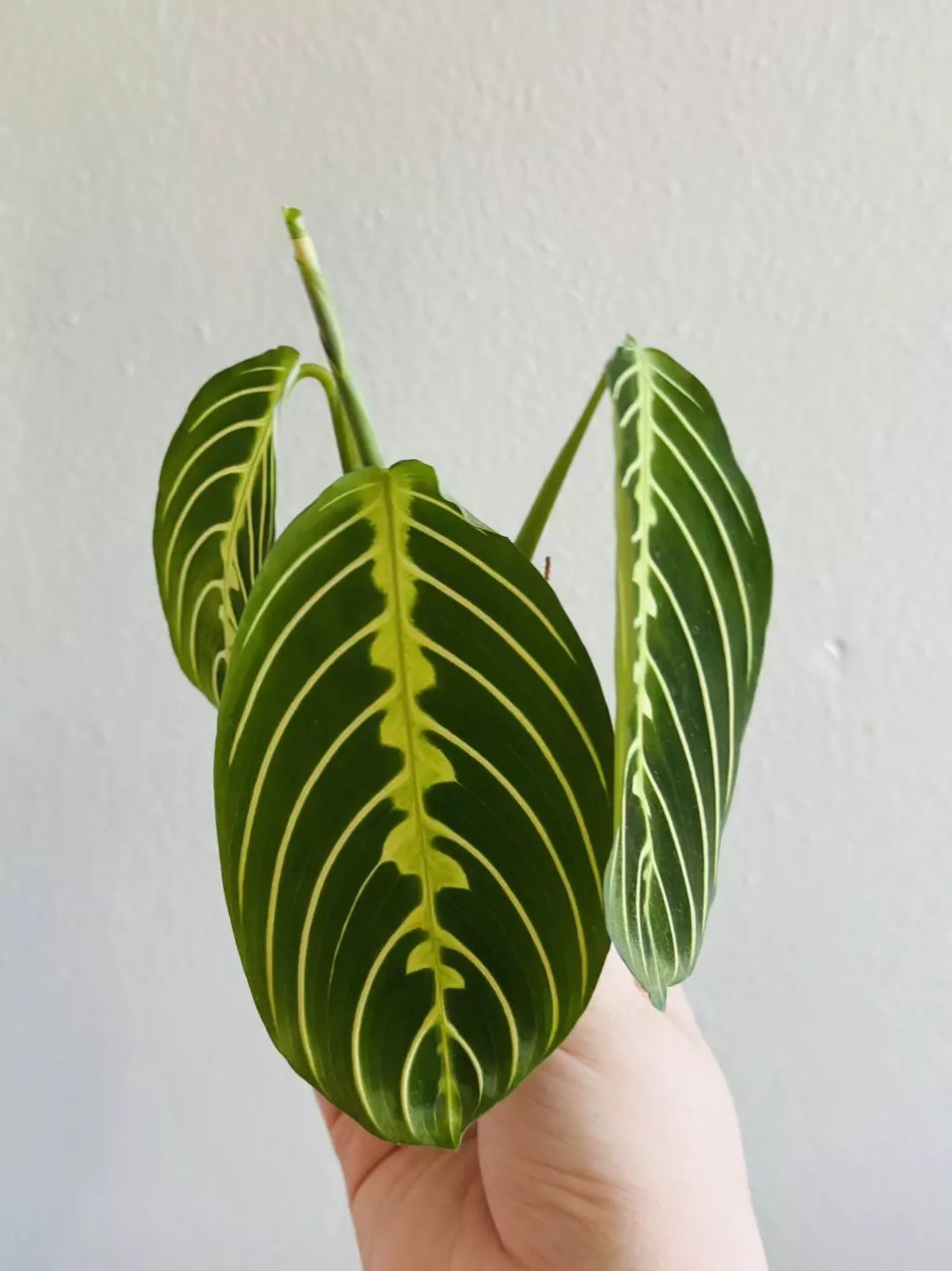 plant/Maranta Lemon Lime (Prayer Plant) (1)-3
