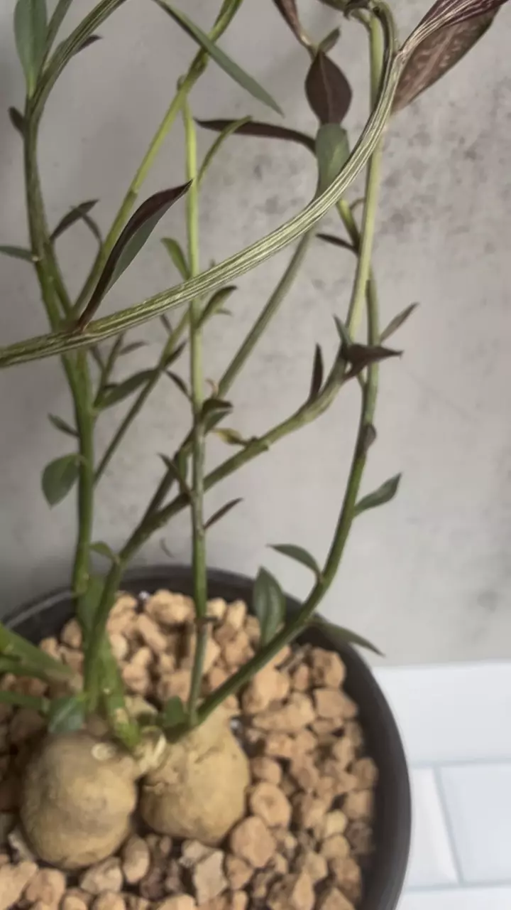 plant/Euphorbia Neorubella-3