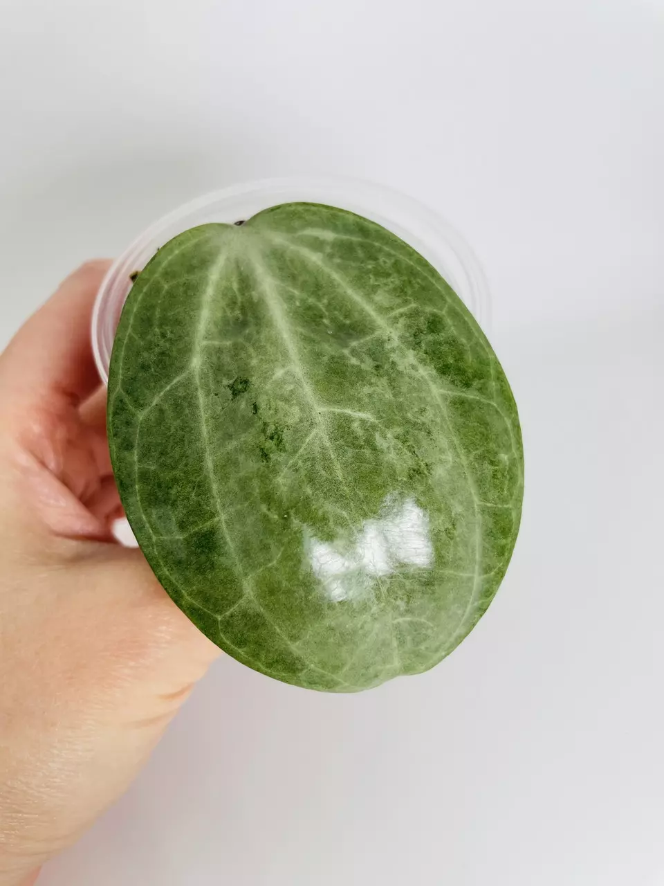 plant/Hoya Latifolia Silver 0552-0