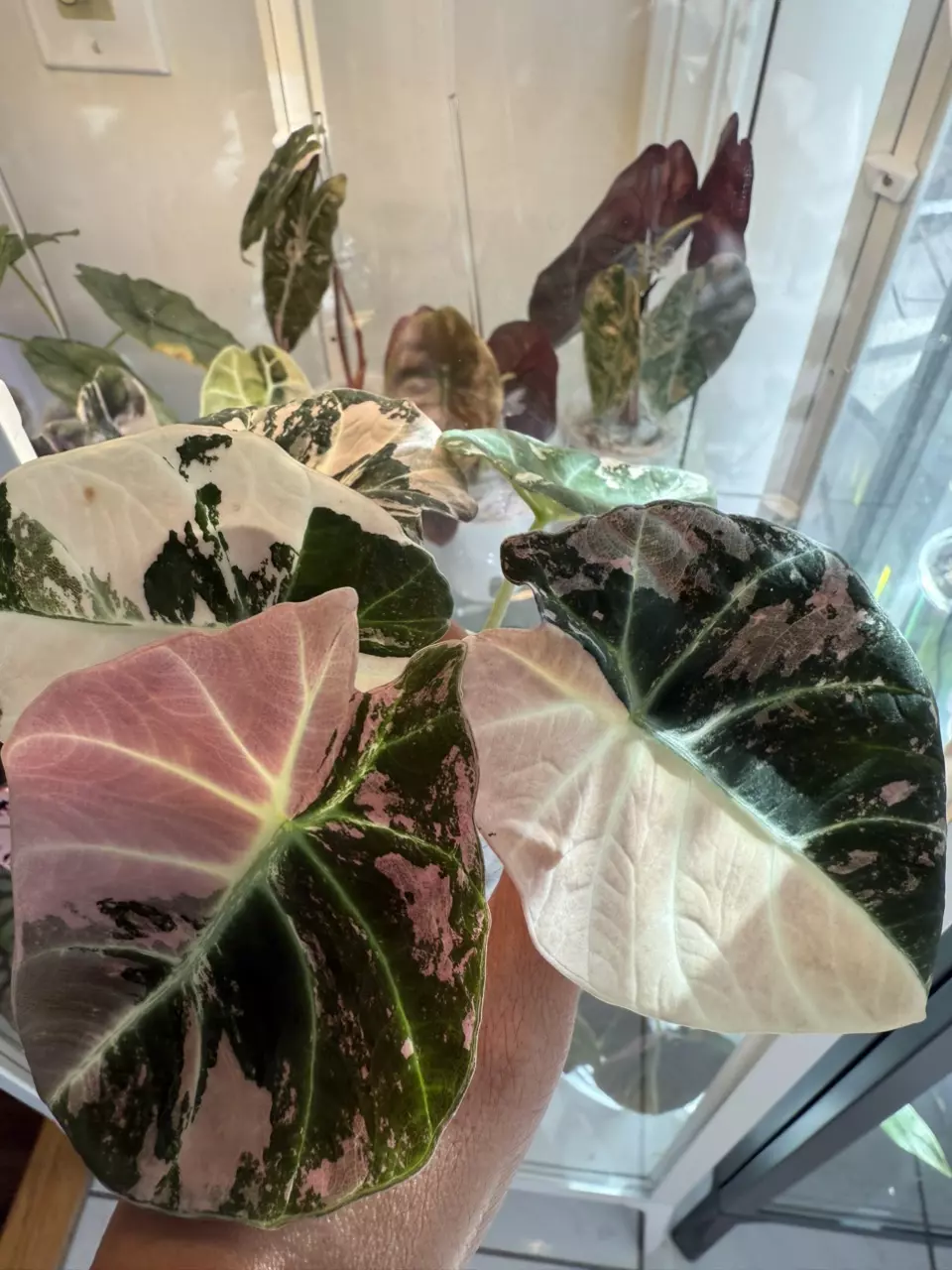 plant/CORM Pink Black Velvet-1