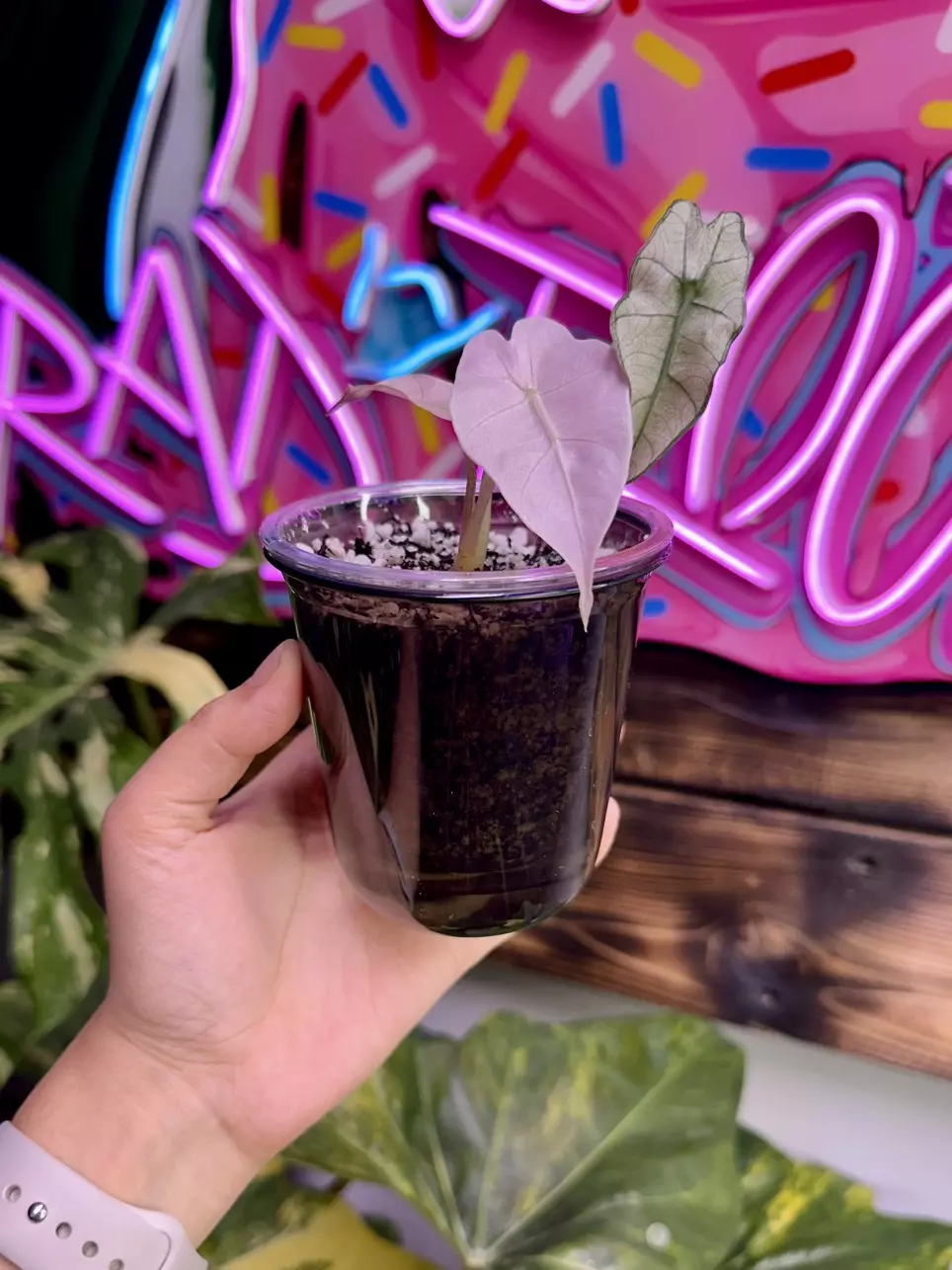 plant/3 Black self watering cups - small-0