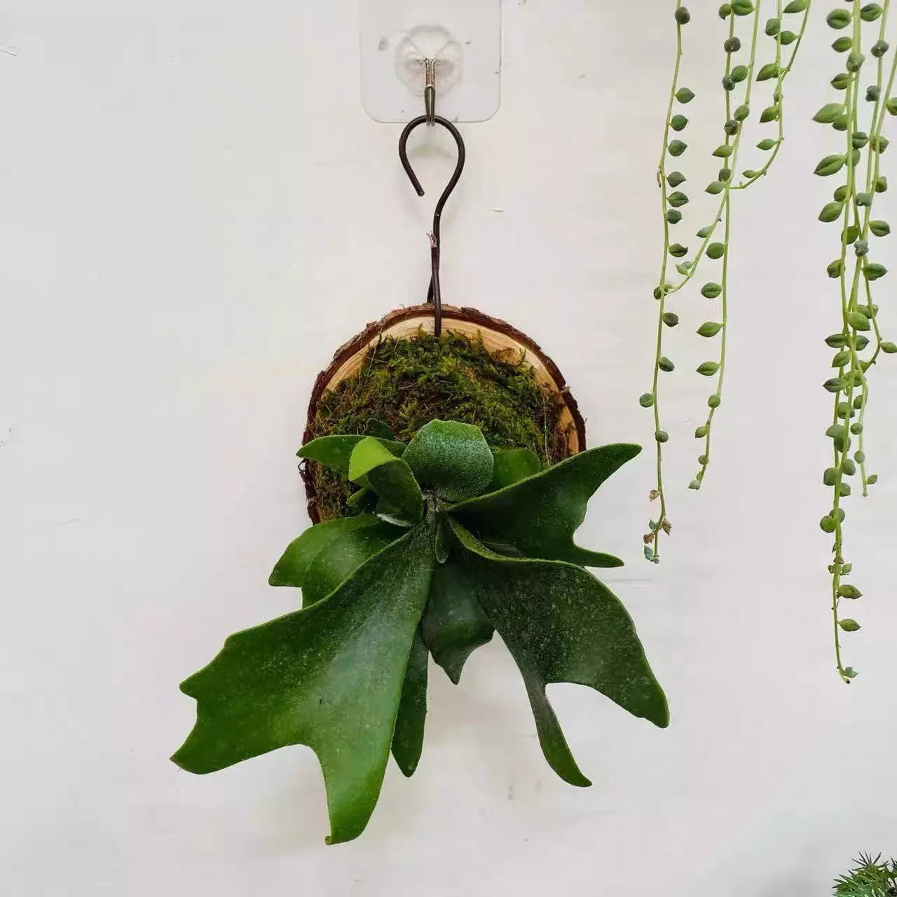 plant/custom shipping fee-0