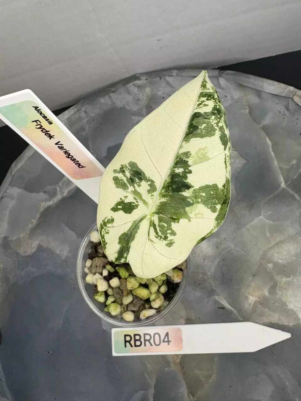 plant/RBR04 — Corm Grown Alocasia Frydek Variegated Pup-1