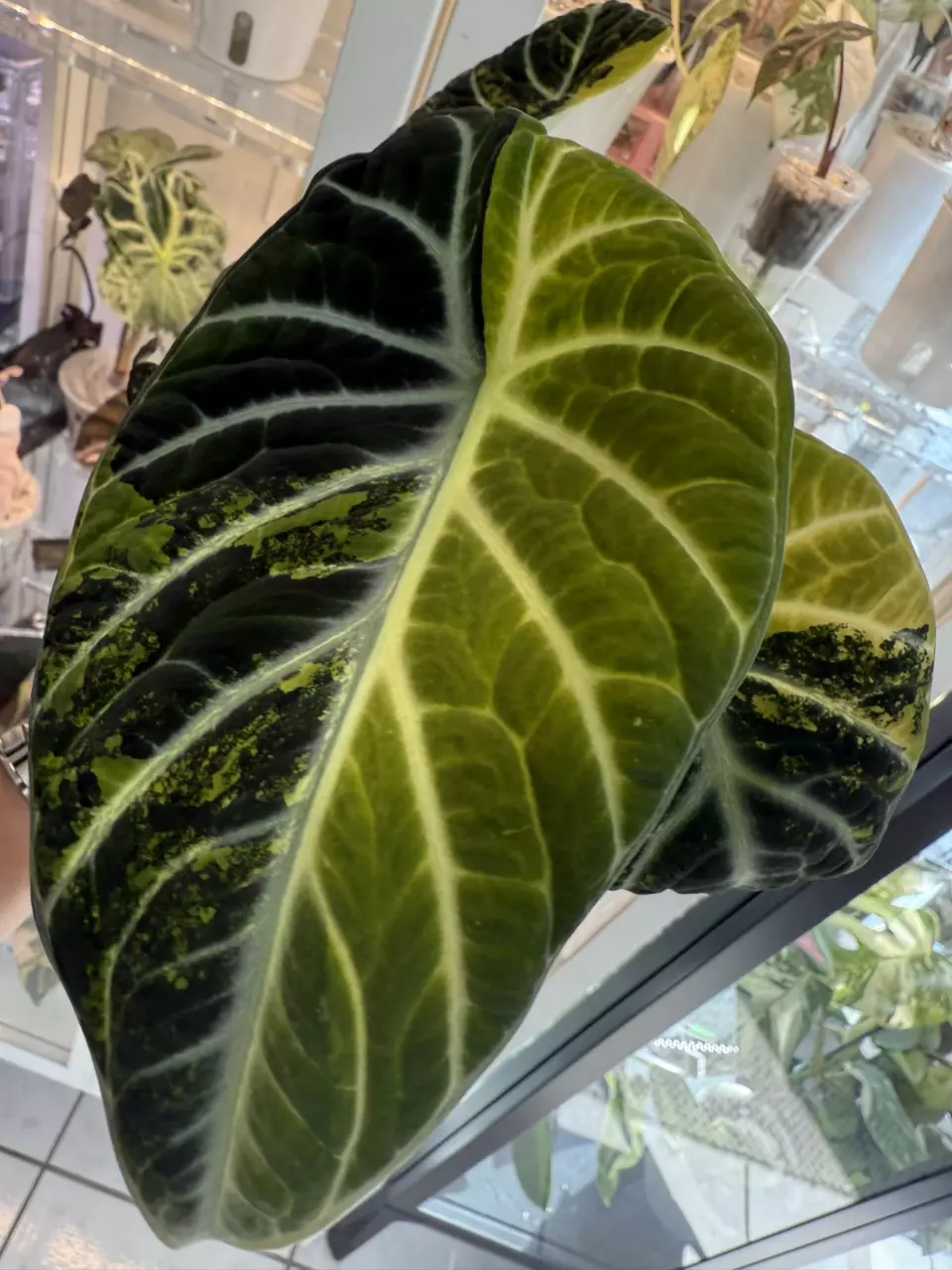 plant/CORM Ninja Aurea-1