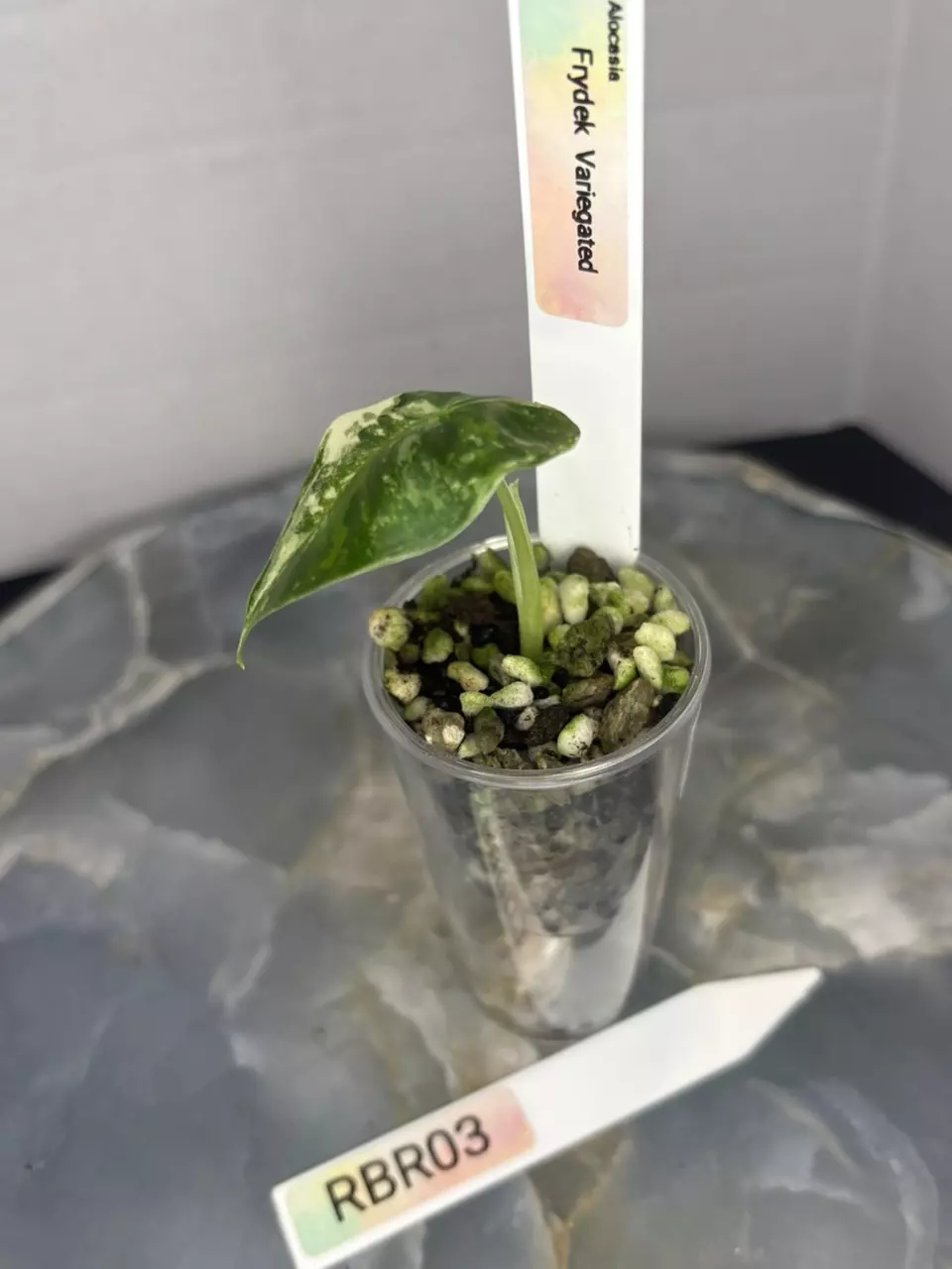 plant/RBR03 — Corm Grown Alocasia Frydek Variegated Pup-3