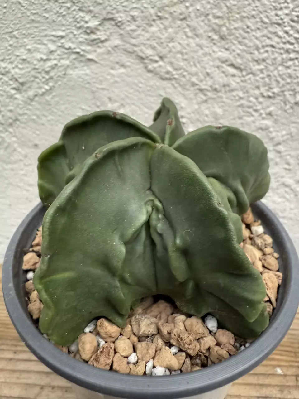 plant/Astrophytum Myriostigma Fukuryu-1
