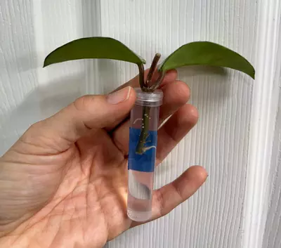 plant/Hoya carnosa Nova Ghost Lightly Rooted Cutting GC-2-thumbnail