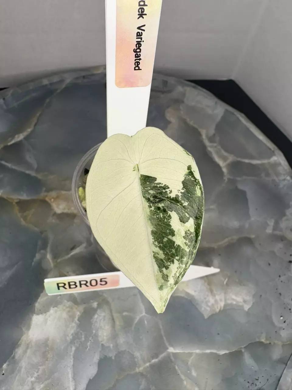 plant/RBR05 — Corm Grown Alocasia Frydek Variegated Pup-1
