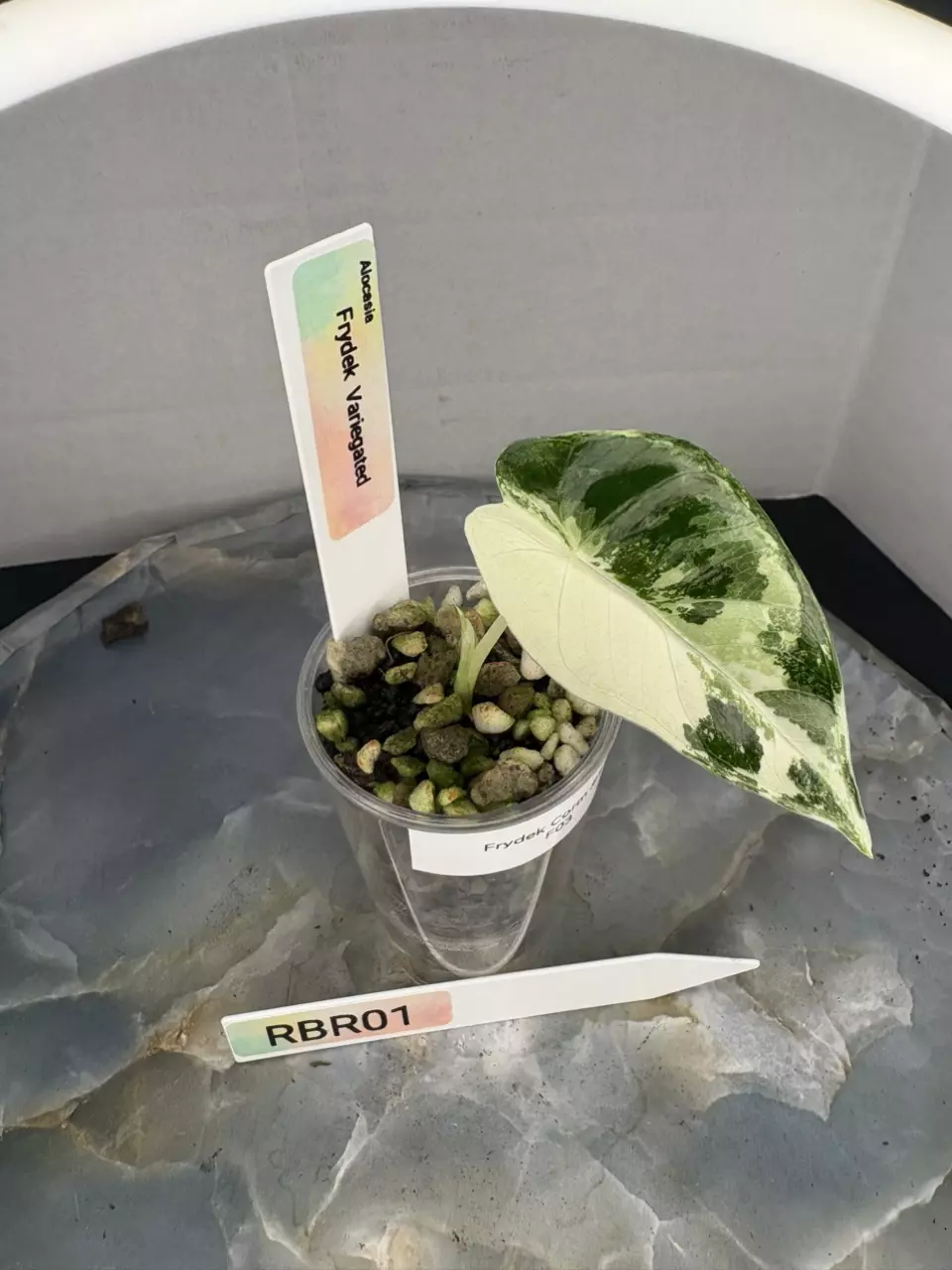 plant/RBR01 Corm Grown Alocasia Frydek Variegated Pup-0