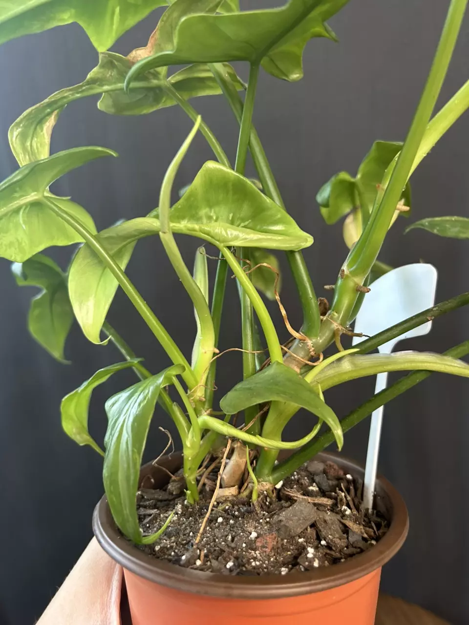 plant/Philodendron Bippen 'Splash Gordon'-2