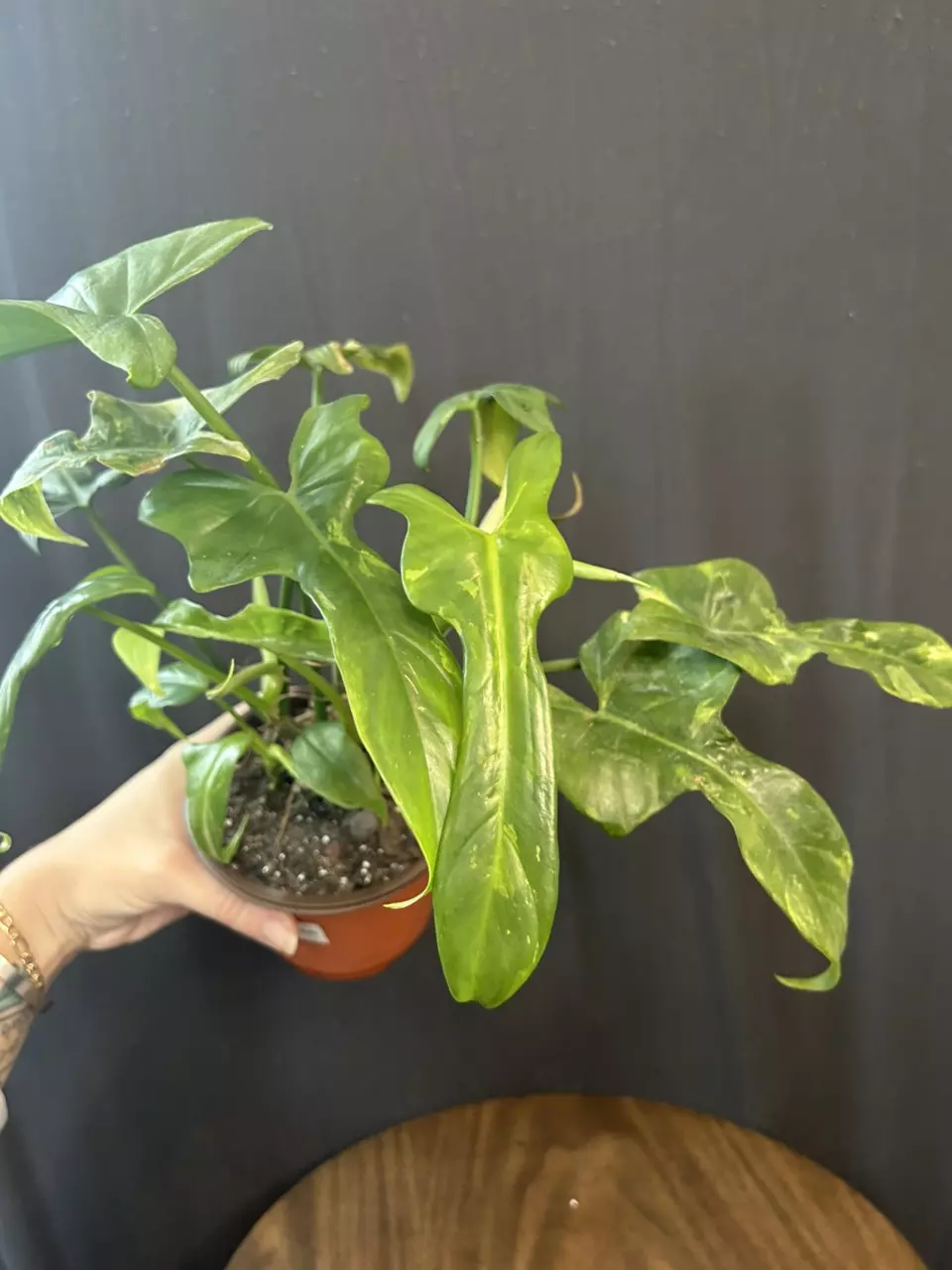 plant/Philodendron Bippen 'Splash Gordon'-1