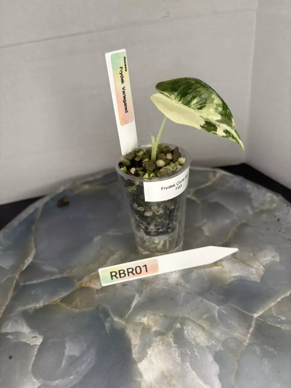 plant/RBR01 Corm Grown Alocasia Frydek Variegated Pup-1