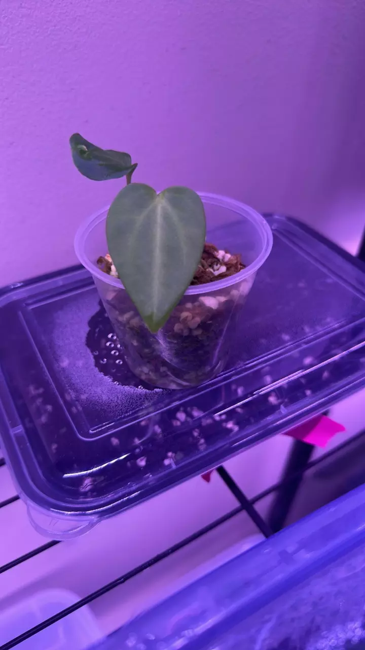plant/Anthurium flat bess x bvep BBL-0