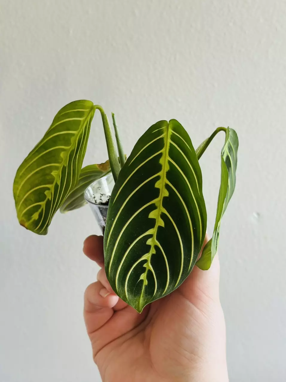 plant/Maranta Lemon Lime (Prayer Plant) (2)-0
