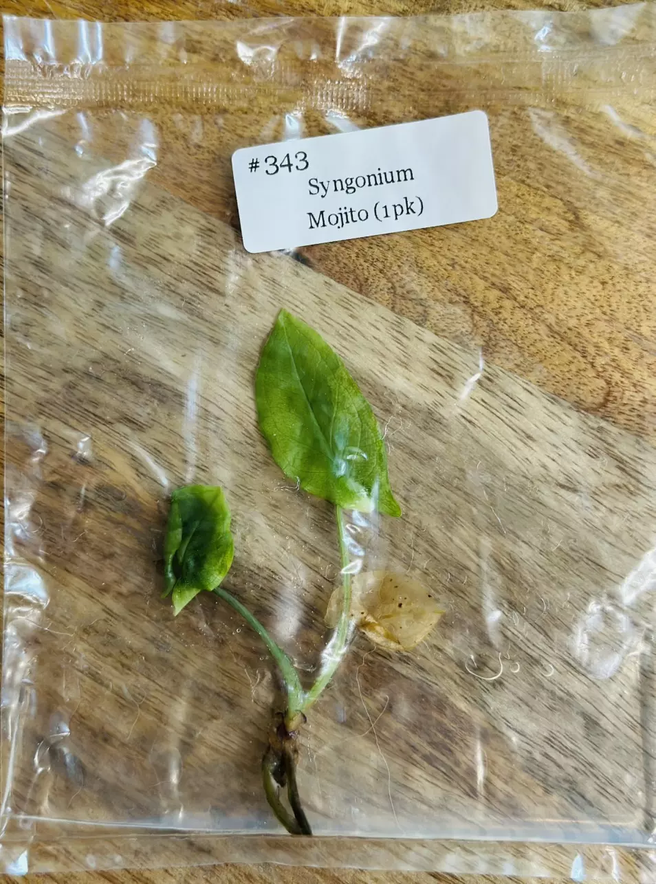 plant/Syngonium Mojito TC-0