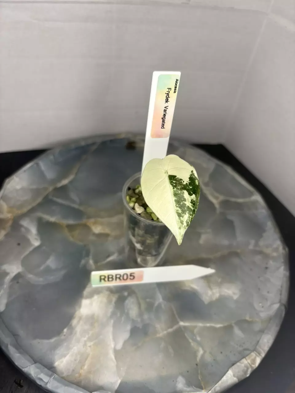 plant/RBR05 — Corm Grown Alocasia Frydek Variegated Pup-0
