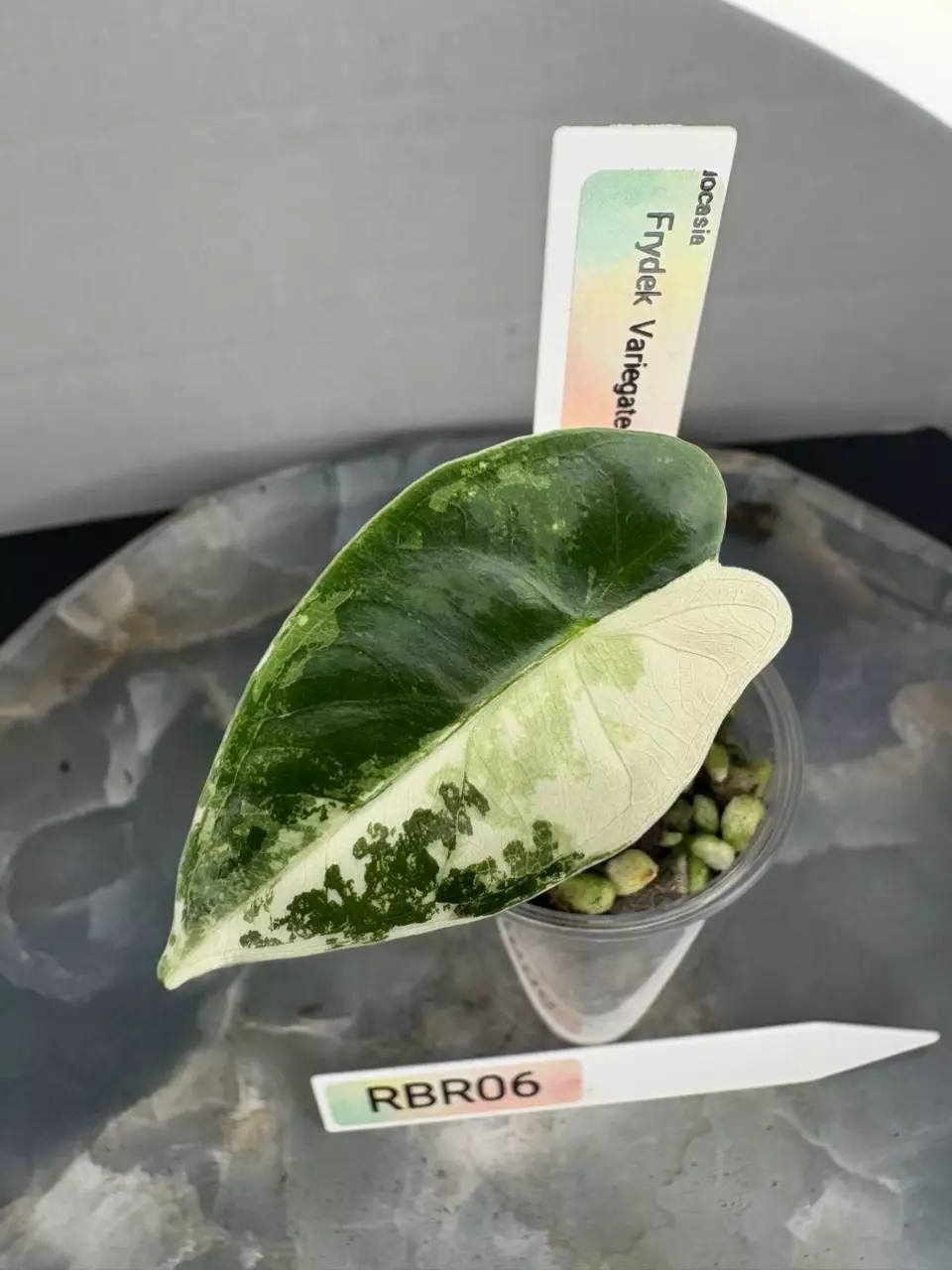 plant/RBR06 — Corm Grown Alocasia Frydek Variegated Pup-1