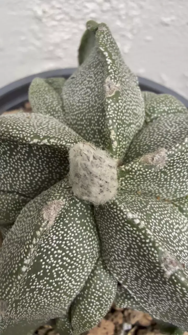 plant/Astrophytum Myriostigma Fukuryu-4