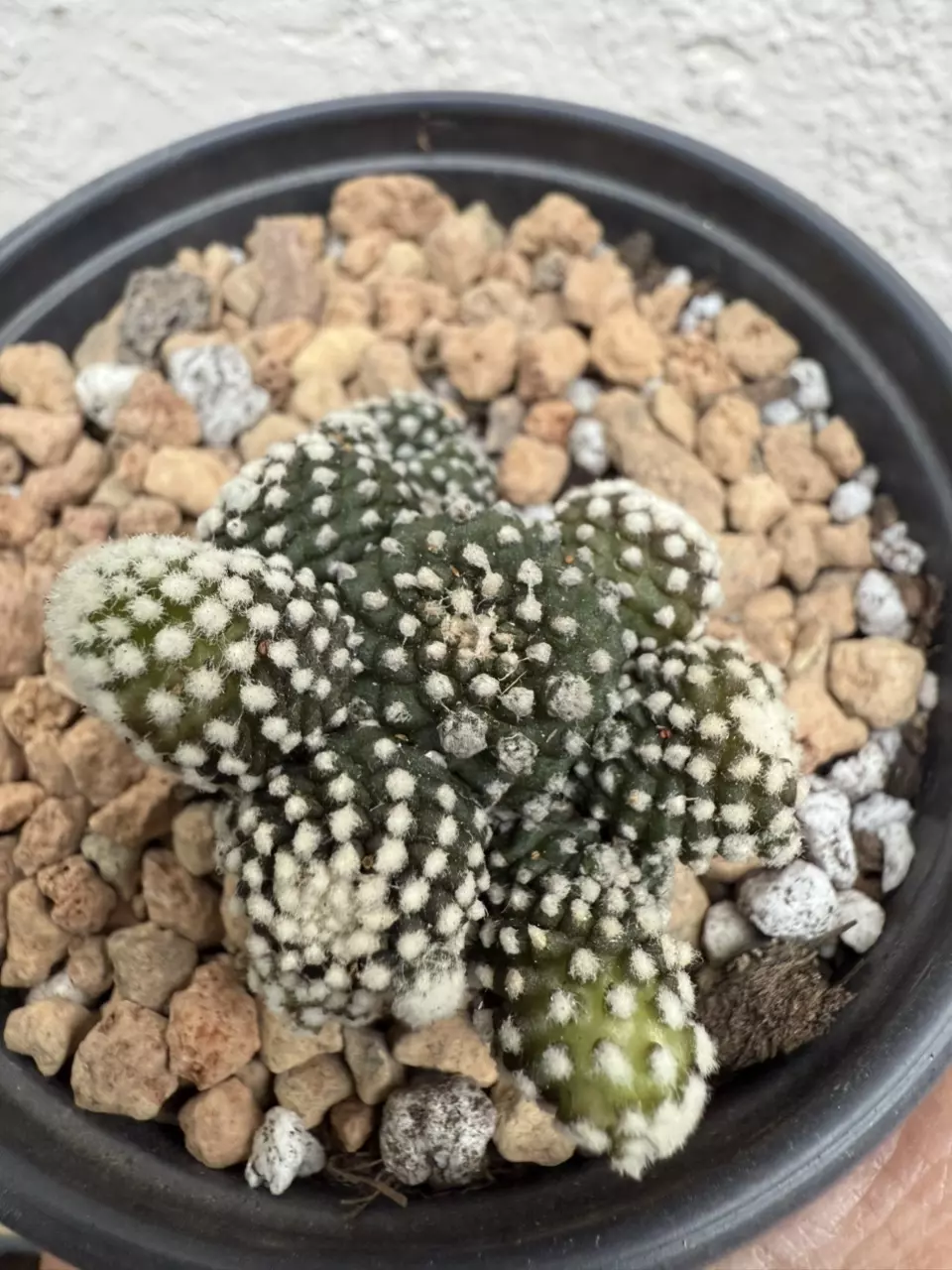 plant/Copiapoa Tennuissima cv Starry Night-0