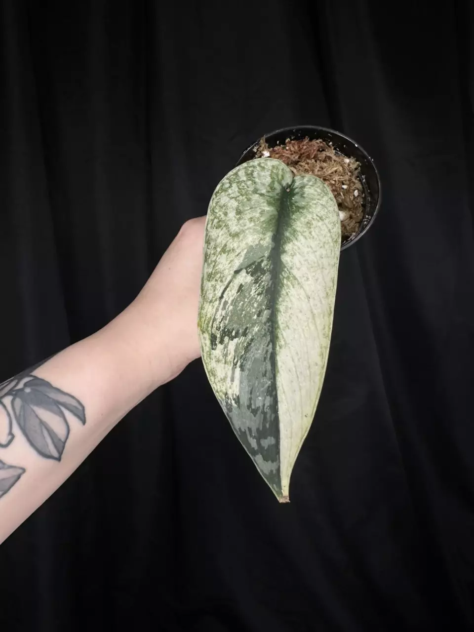 plant/Scindapsus Lakambini-0