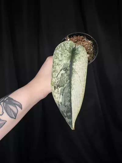 plant/Scindapsus Lakambini-0-thumbnail