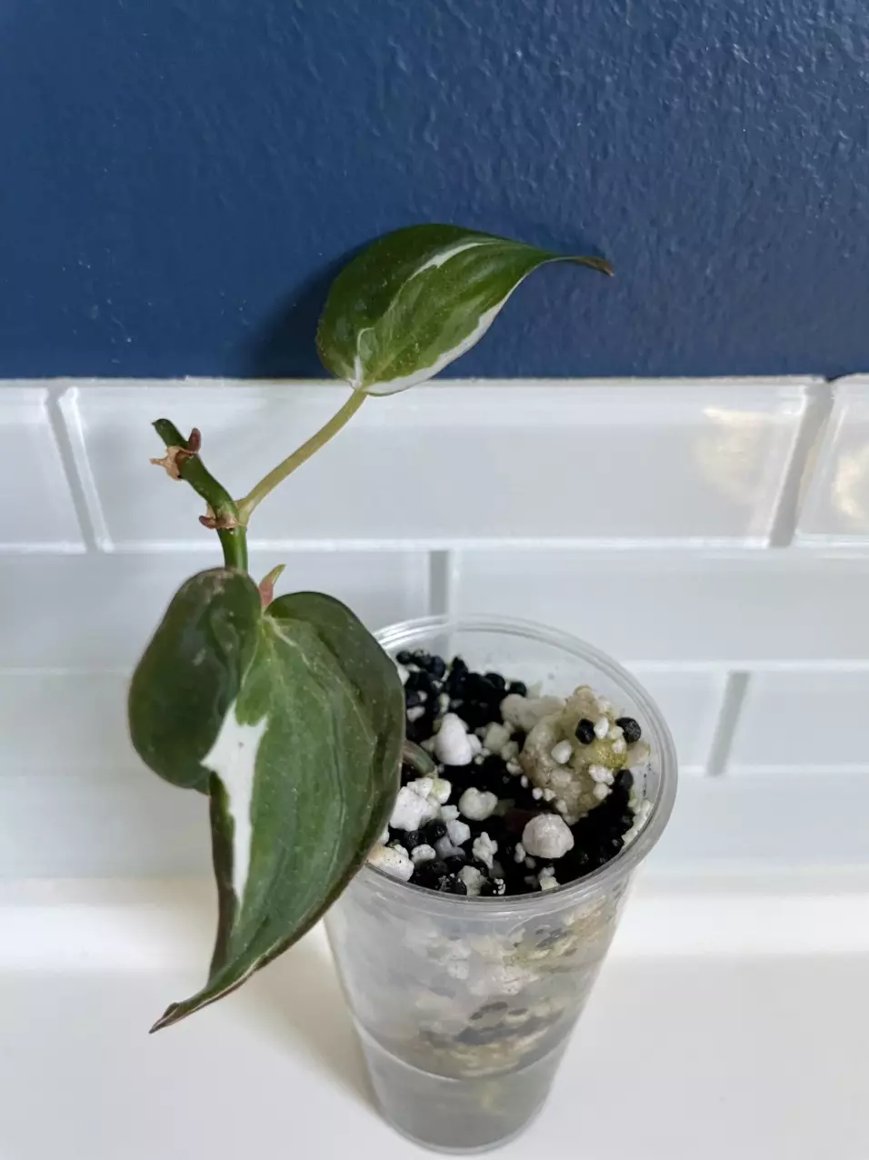 plant/Philodendron Micans Variegated 'Velvet Halo'-0