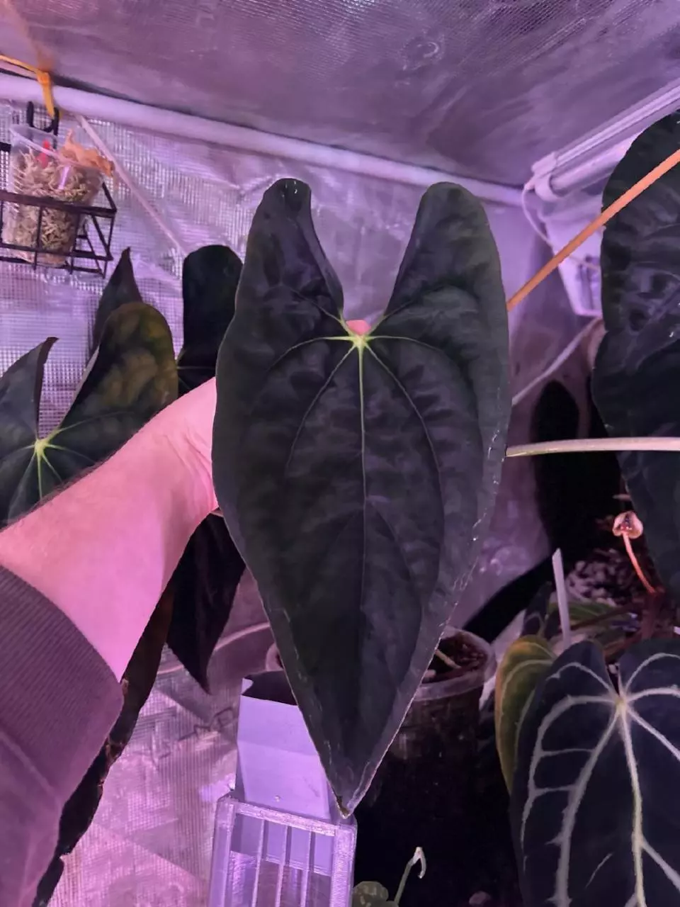 plant/Pap Volde Wu 1 x (Pap x Trilobe "Panama") seedlings-0