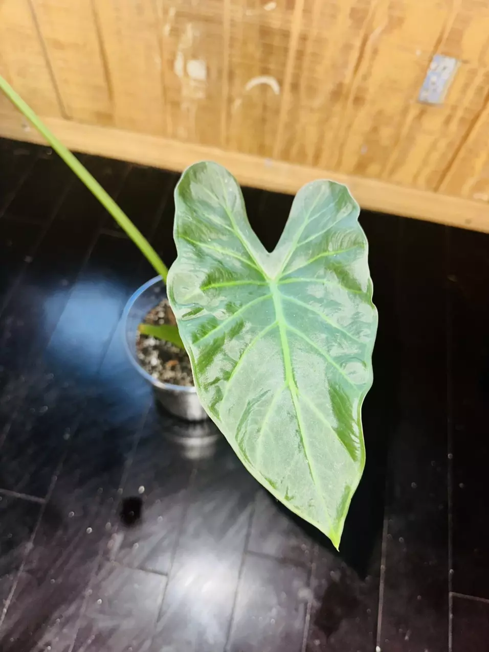 plant/Alocasia Regal Shield-3