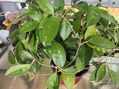 plant/Hoya cuttings variety 10-pack-4-thumbnail