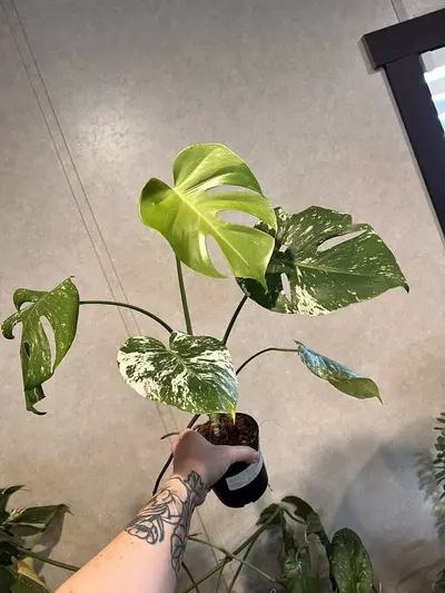 plant/Monstera mint 🤍💚-0-thumbnail