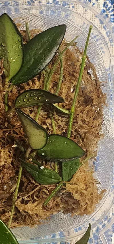 plant/Hoya cuttings variety 5-pack-7-thumbnail