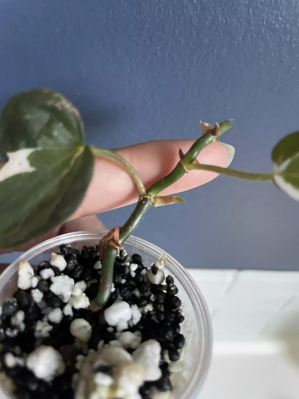 plant/Philodendron Micans Variegated 'Velvet Halo'-1