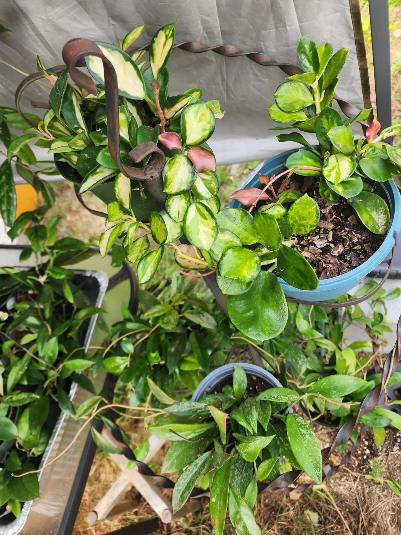 plant/Hoya cuttings variety 10-pack-5