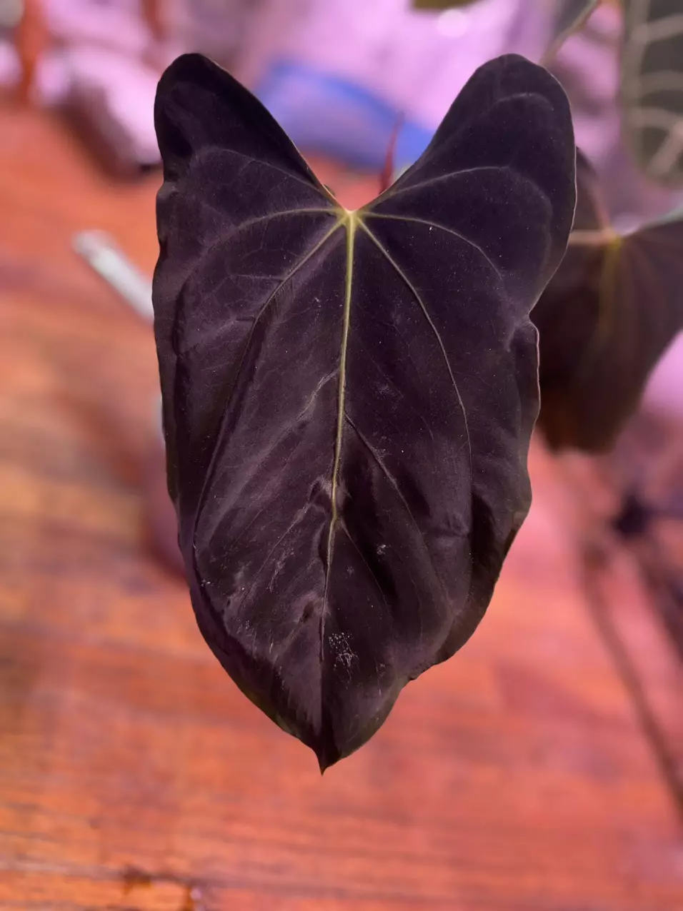 plant/anthurium WFN x Bess X RLFS-3
