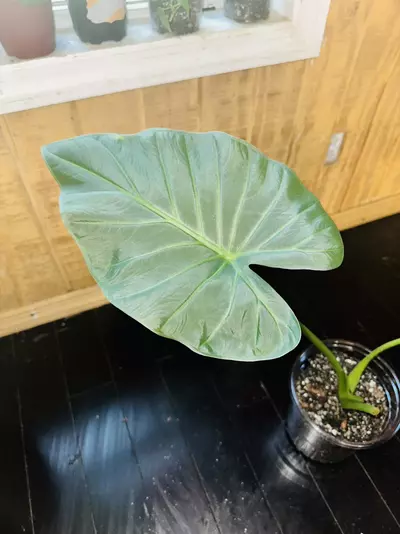 plant/Alocasia Regal Shield-2-thumbnail