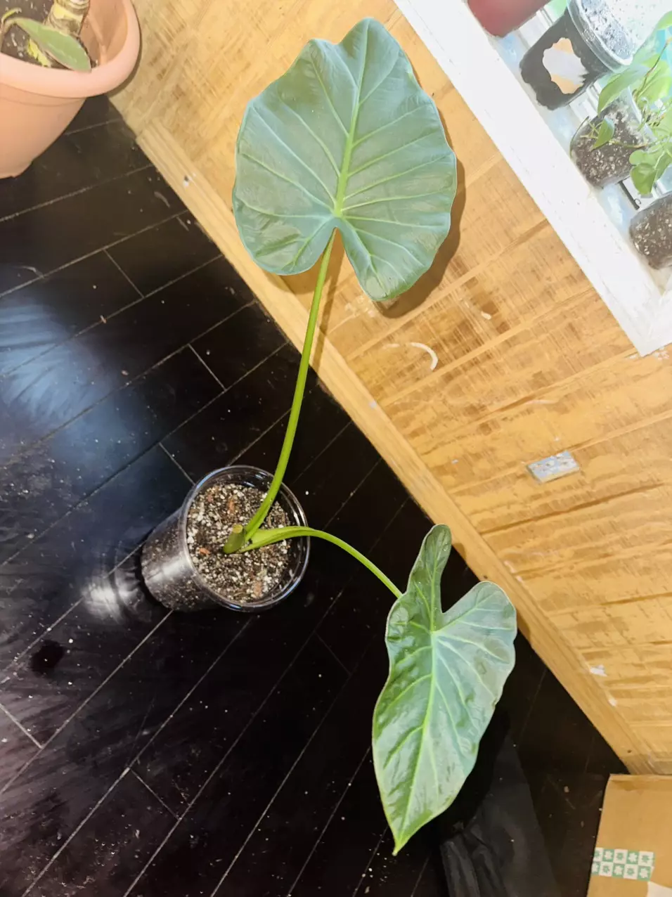 plant/Alocasia Regal Shield-0