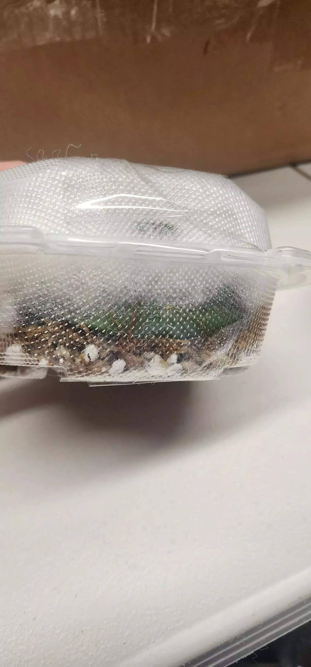 plant/Hoya cuttings variety 5-pack-8