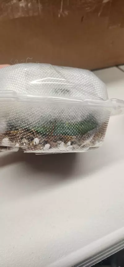 plant/Hoya cuttings variety 5-pack-8-thumbnail