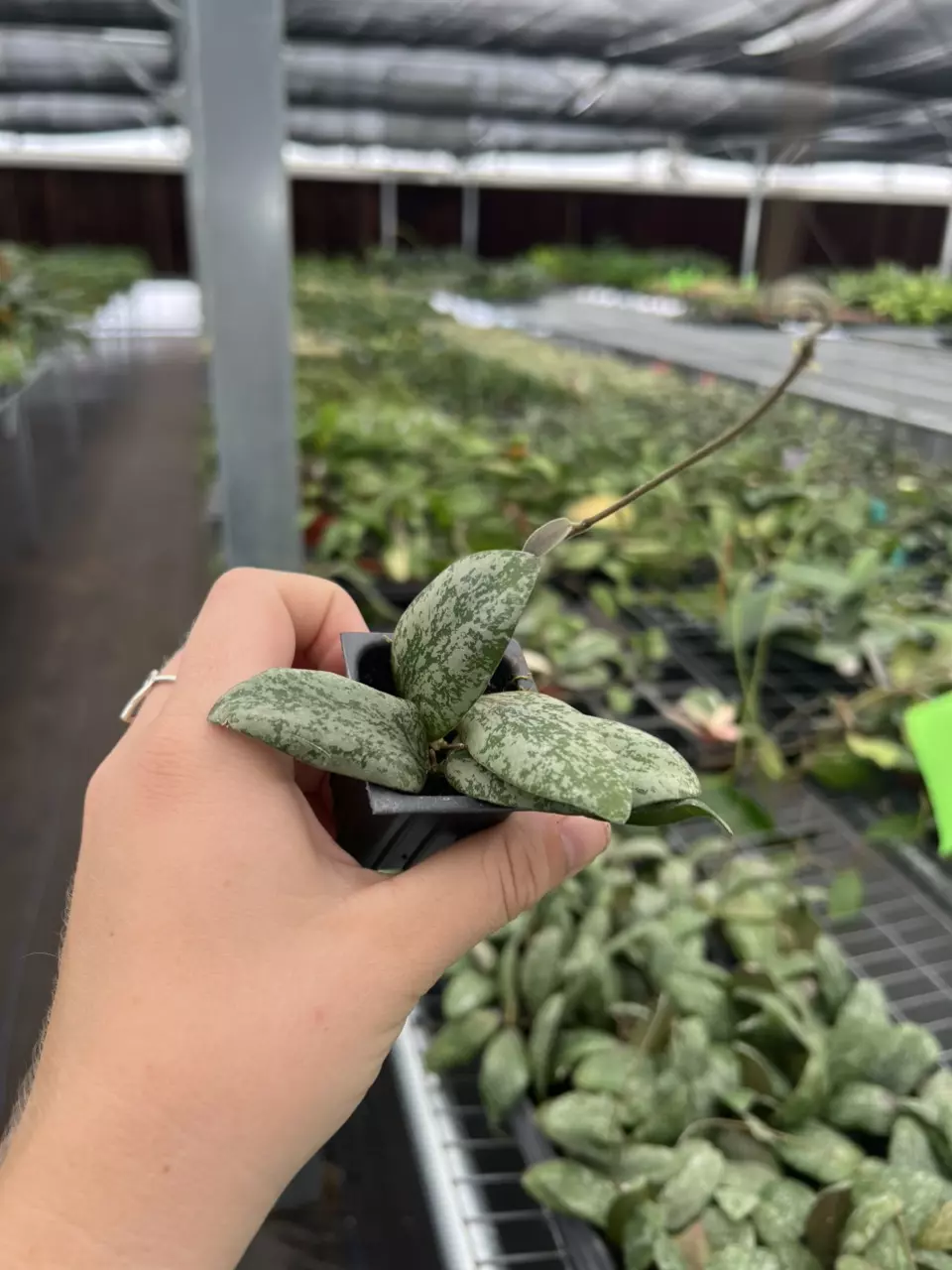 plant/Hoya sigillatis silver starter plant growers choice-6