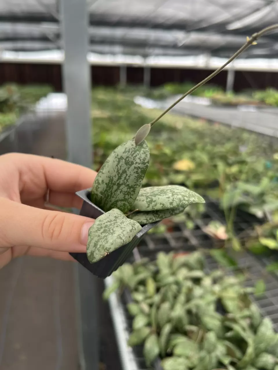 plant/Hoya sigillatis silver starter plant growers choice-1