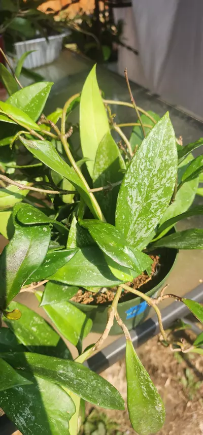 plant/Hoya cuttings variety 10-pack-2-thumbnail