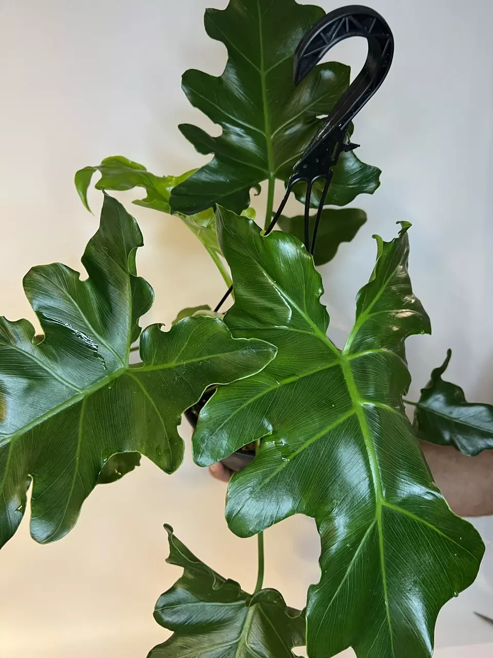 plant/Philodendron Revolution HB-0