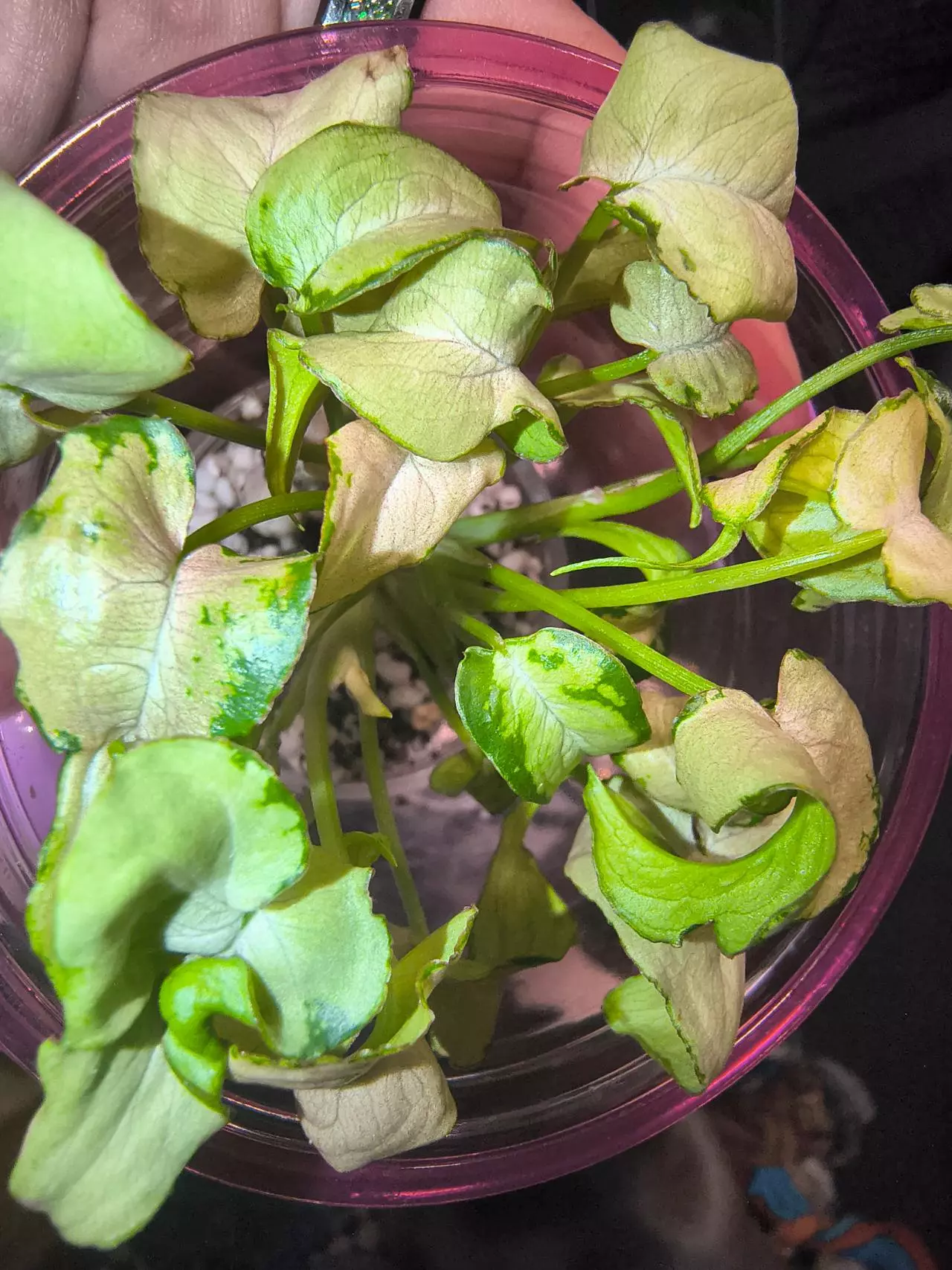 plant/Mutated granny panties syngonium-6
