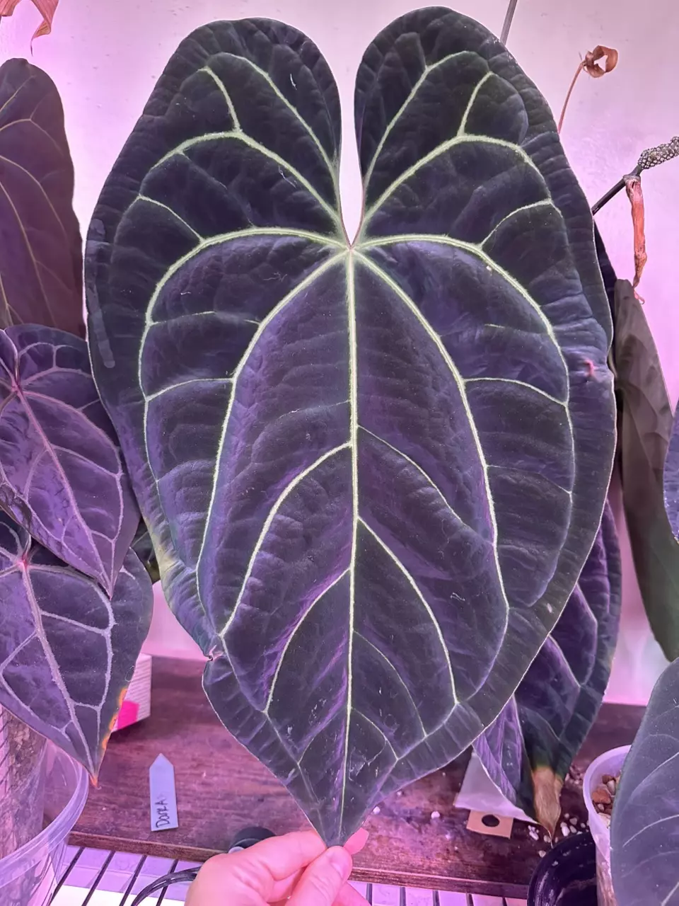 plant/anthurium WFN x Bess X RLFS-0