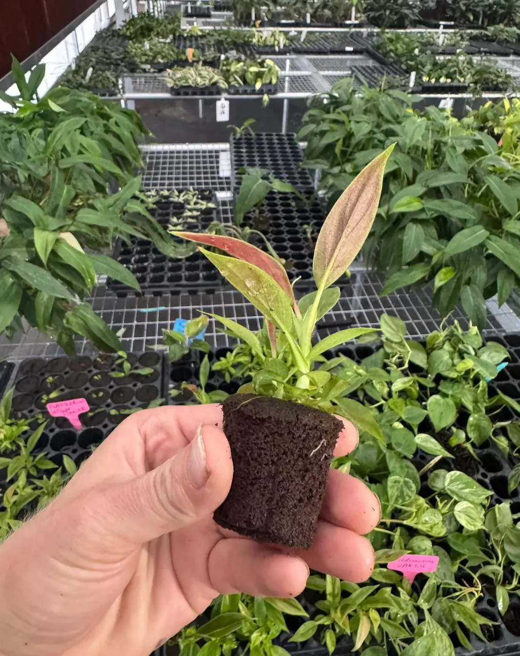 plant/Variegated philodendron subhastatum starter plant growers choice-4
