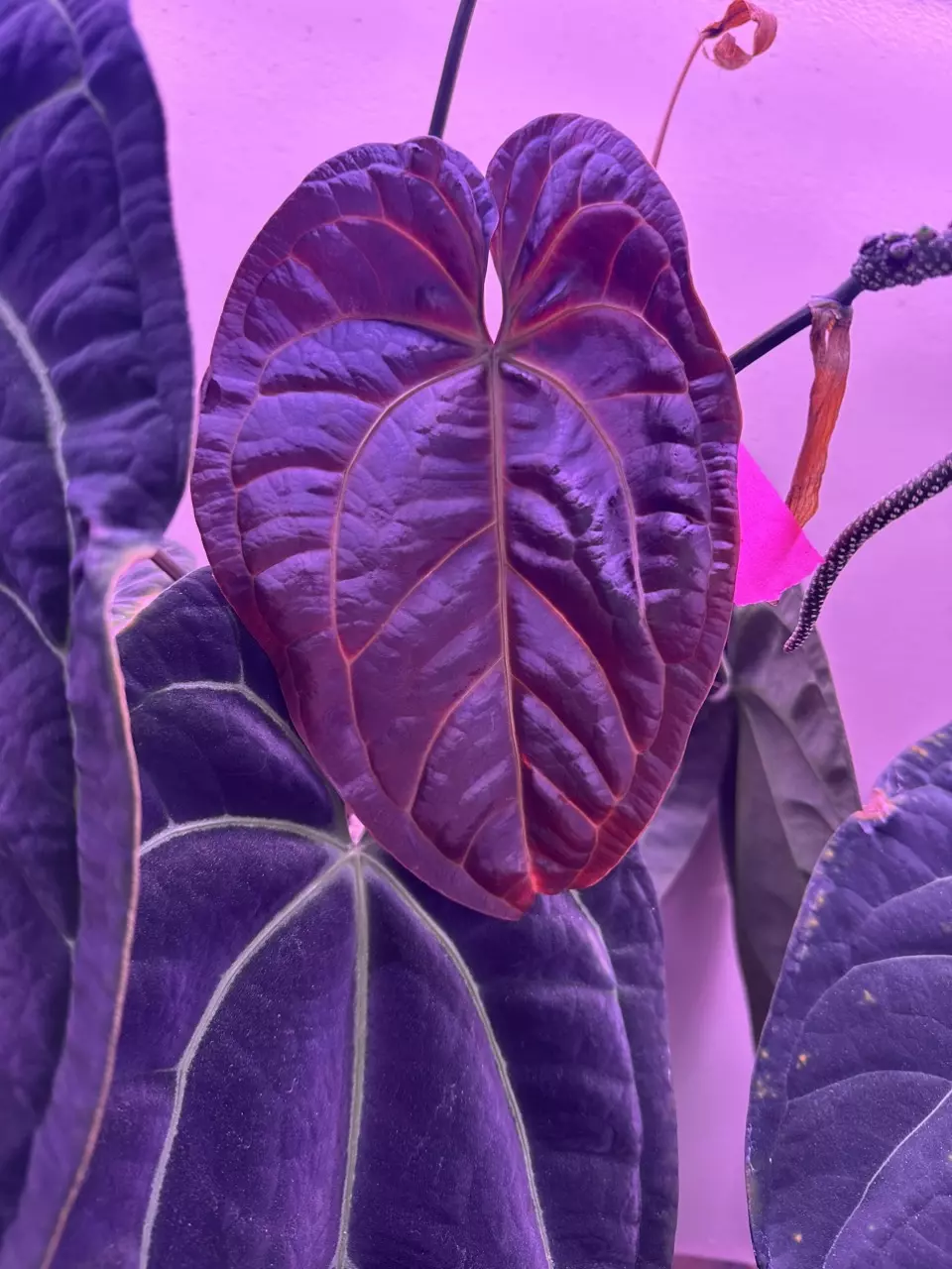 plant/anthurium WFN x Bess X RLFS-1