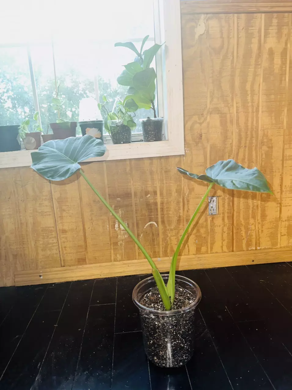 plant/Alocasia Regal Shield-1