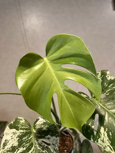 plant/Monstera mint 🤍💚-1-thumbnail