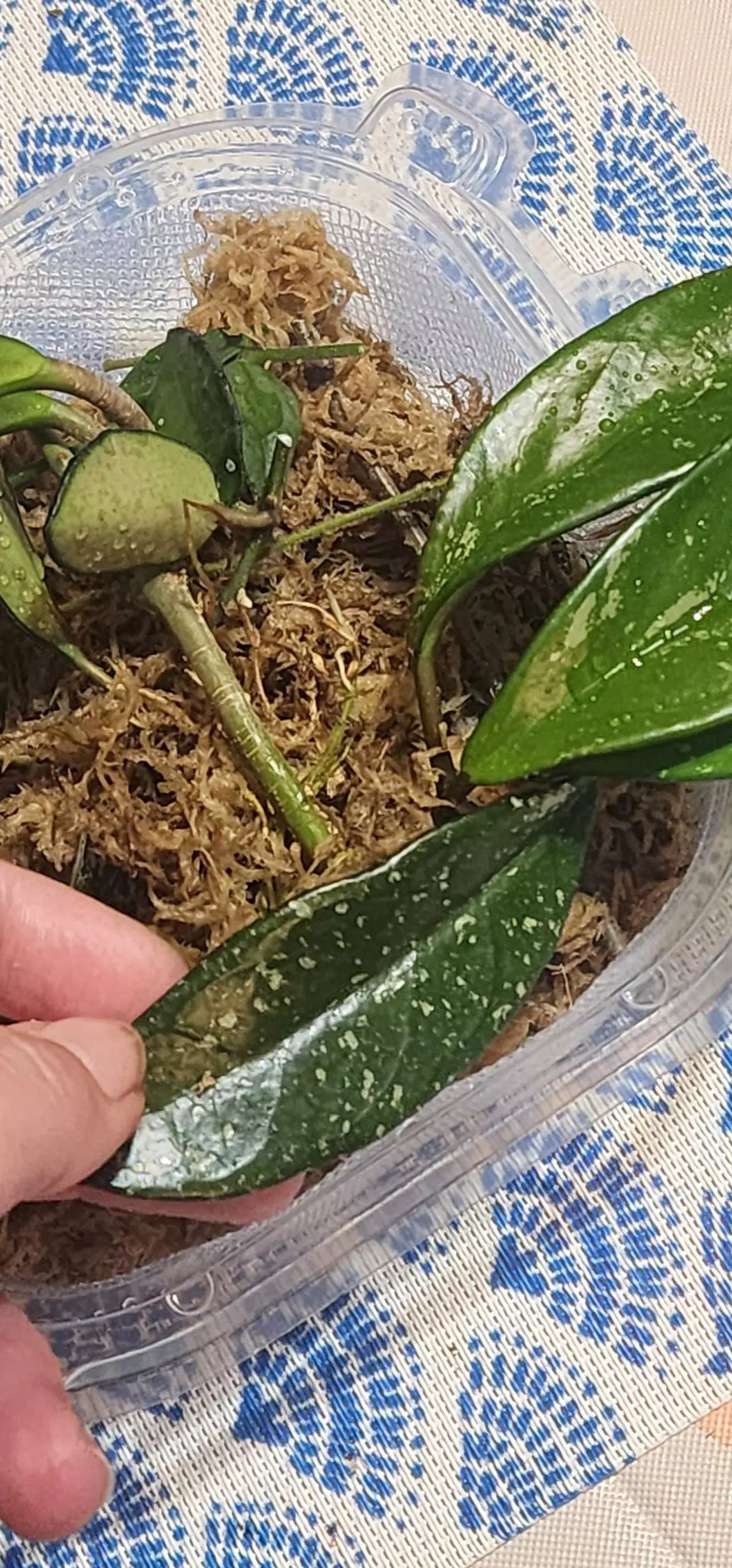 plant/Hoya cuttings variety 10-pack-0