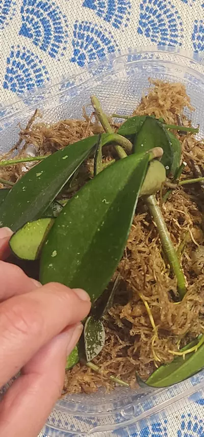 plant/Hoya cuttings variety 5-pack-5-thumbnail